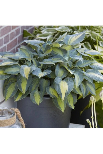 Хоста Катерина відношення до світла